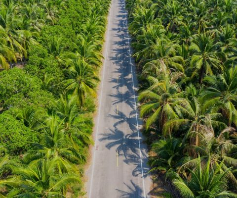Natural path leading to the palm tree source of Batana Oil