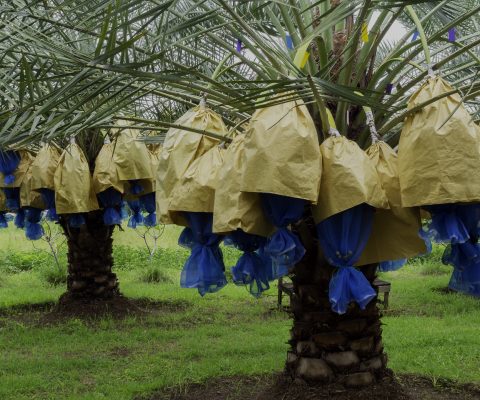 Protected Batana palm fruits ready for ethical harvesting, ensuring quality Batana Butter ingredients