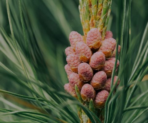 Batana palm fruits on the tree, the raw, natural source for Batana Butter