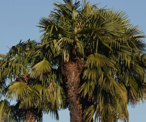 Ojon palm tree in the tropical environment