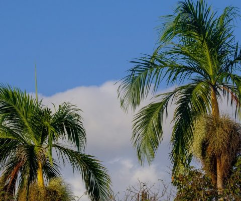 Tall palm trees under blue sky, representing the pure, natural source of Batana Oil