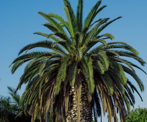 Palm tree, the natural source of pure Batana Oil and Batana Butter