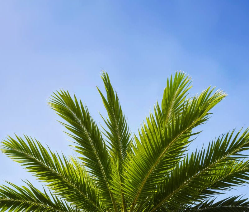 filling the lower half of the frame against a clear blue sky. Healthy, vibrant green palm fronds, representing the natural ingredients and hair benefits of Batana Oil