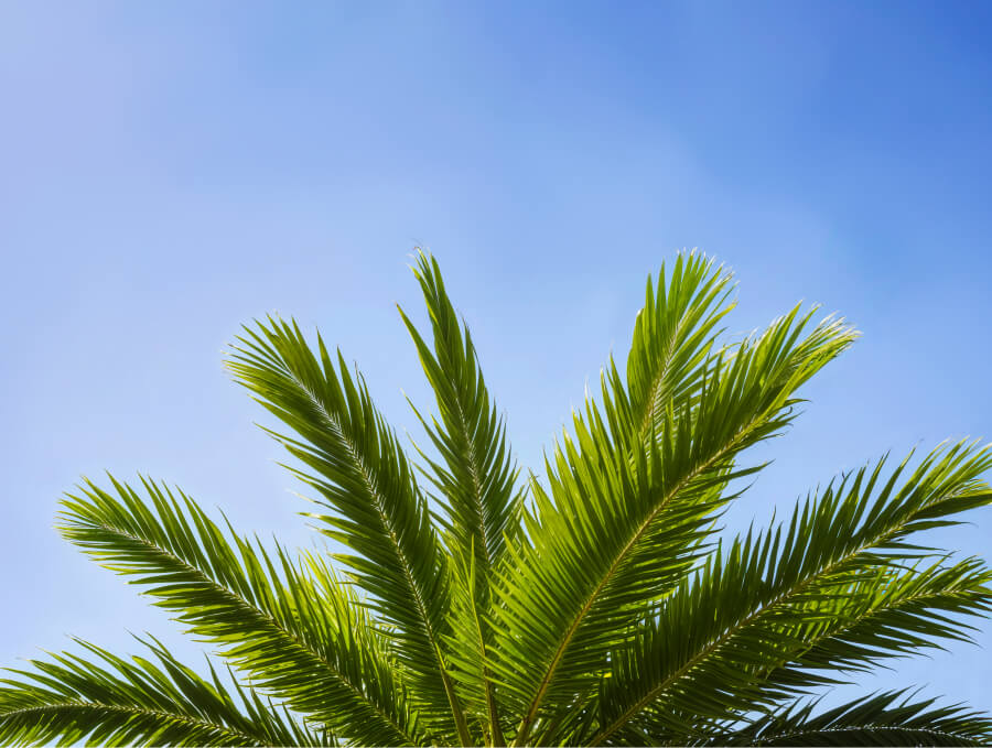 filling the lower half of the frame against a clear blue sky. Healthy, vibrant green palm fronds, representing the natural ingredients and hair benefits of Batana Oil